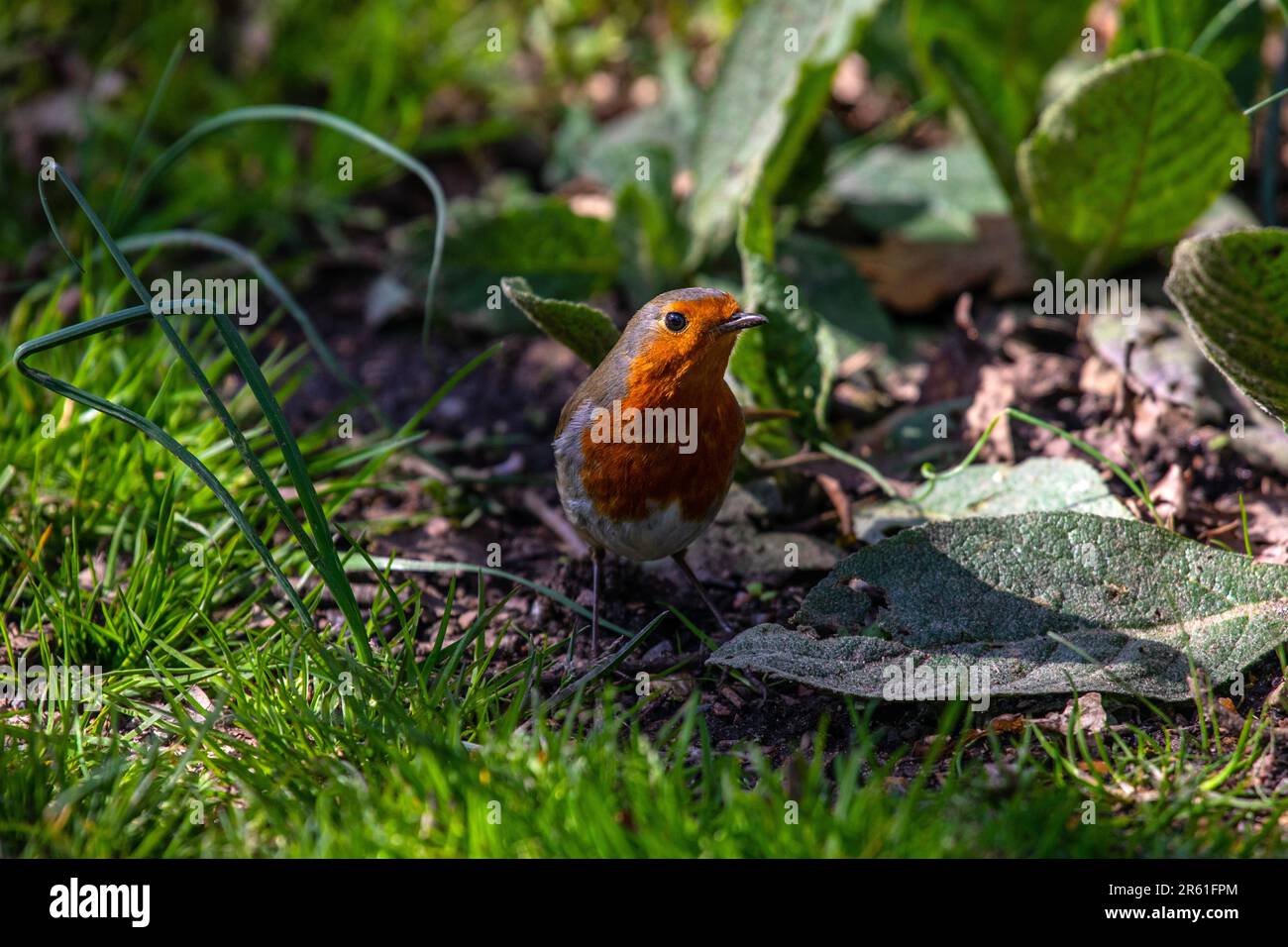 A European Robin, in the undergrowth. Stock Photo