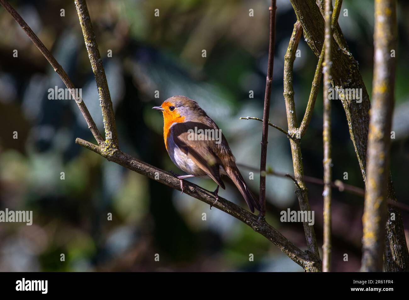 View of a beautiful European Robin perched on the branch of a tree. Stock Photo
