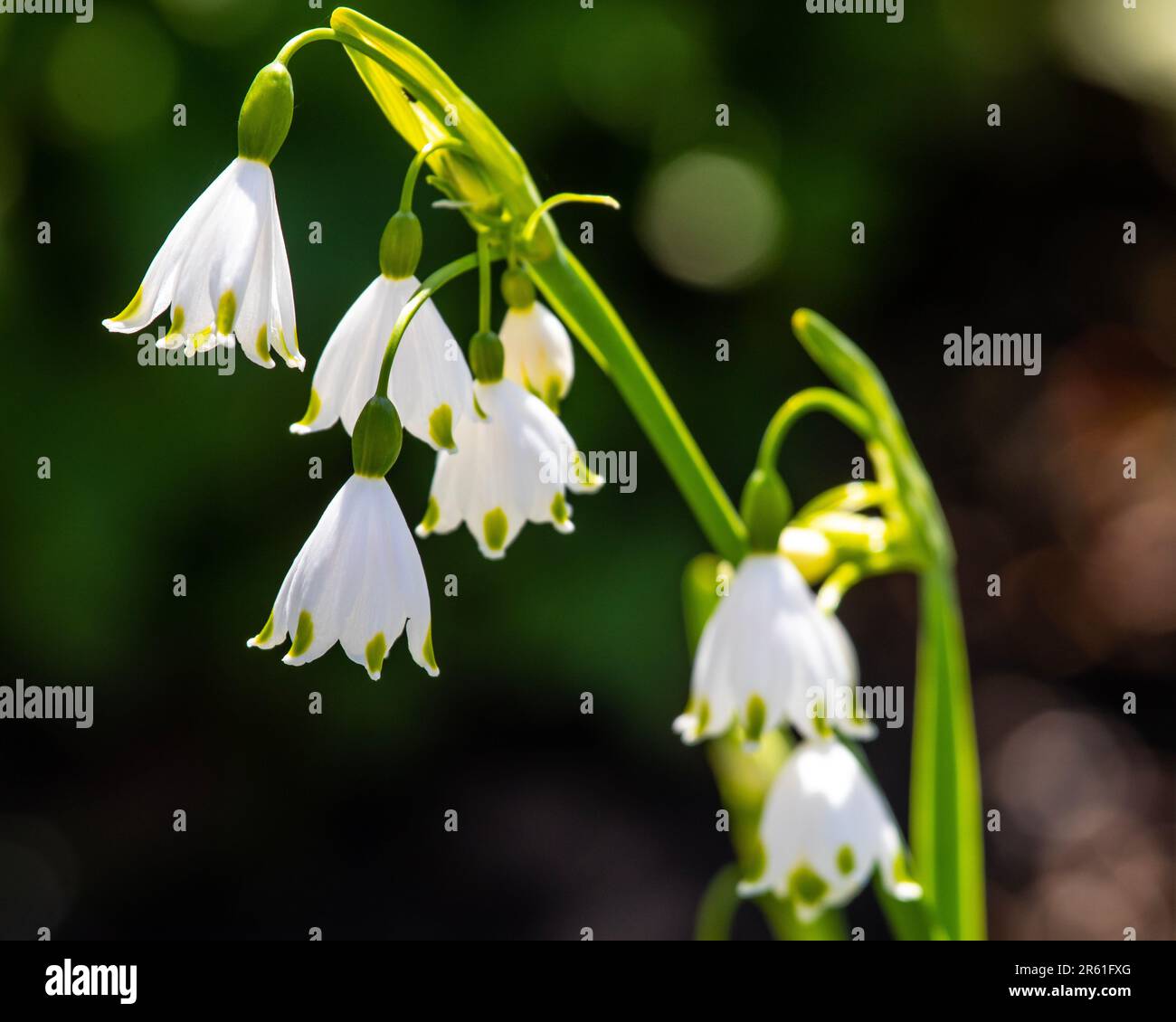 Beautiful Leucojum Aestivum flowers, also known as a Snowflake. Stock Photo