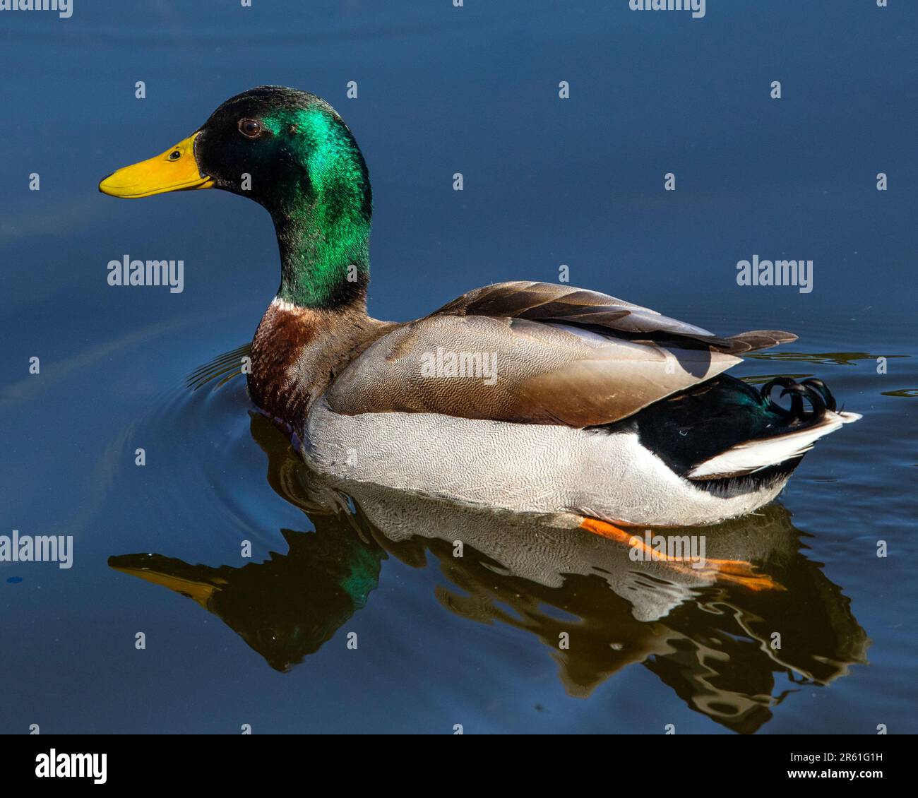 A beautiful Mallard duck swimming on a pond. Stock Photo