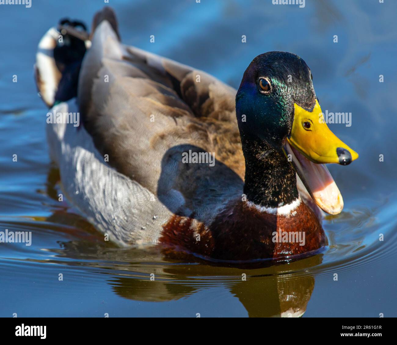 A beautiful Mallard duck, swimming on a pond. Stock Photo