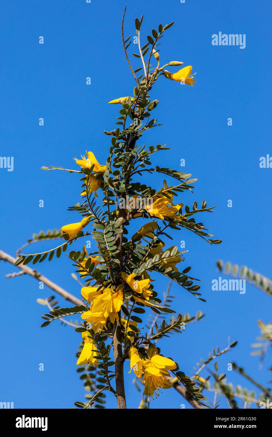 The beautiful Sophora Sun King Stock Photo Alamy