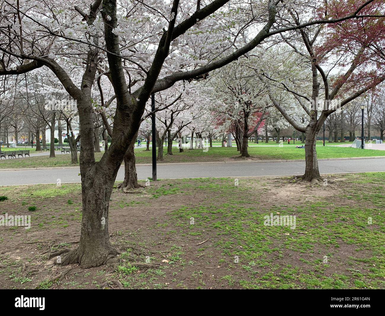 Blooming cherry blossom trees show off their colorful petals in
