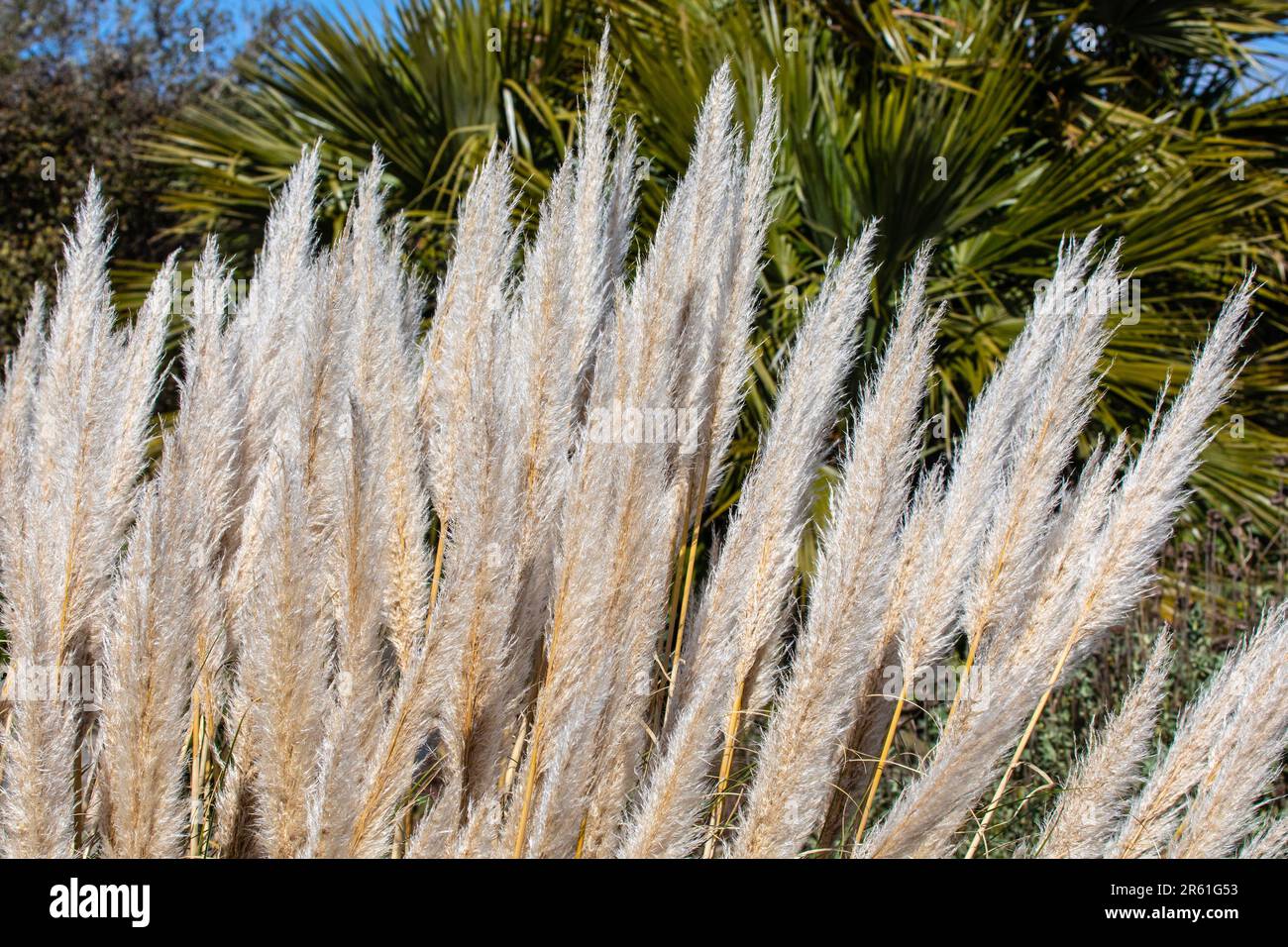 Cortaderia selloana, also known as Pampas Grass. Stock Photo