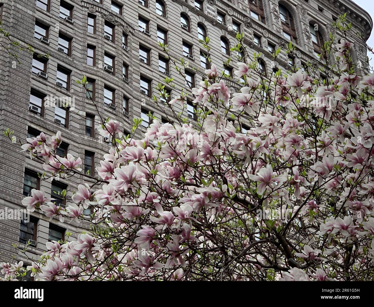 A blooming magnolia tree blossoms in front of the New York Flatiron Building in spring in Manhattan Stock Photo