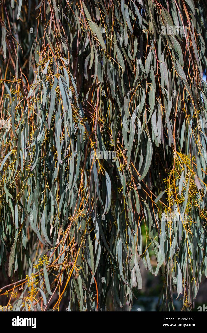 Close-up of Eucalyptus leaves. Stock Photo
