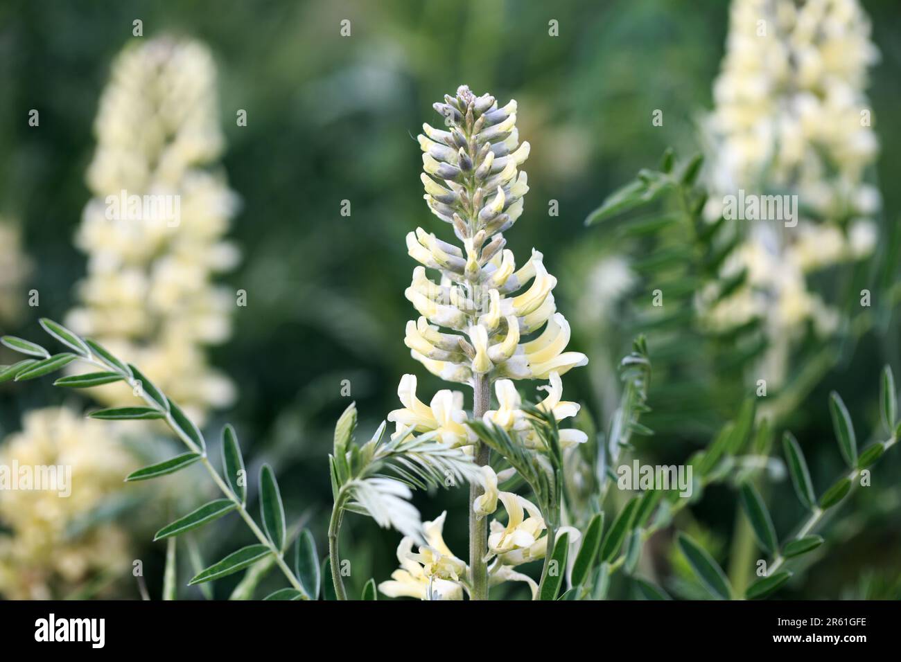 Sophora foxtail, Sophora alopecuroides, Sophora vulgaris, perennial medicinal herb. A species of the genus Sophora in the legume family Fabaceae Stock Photo