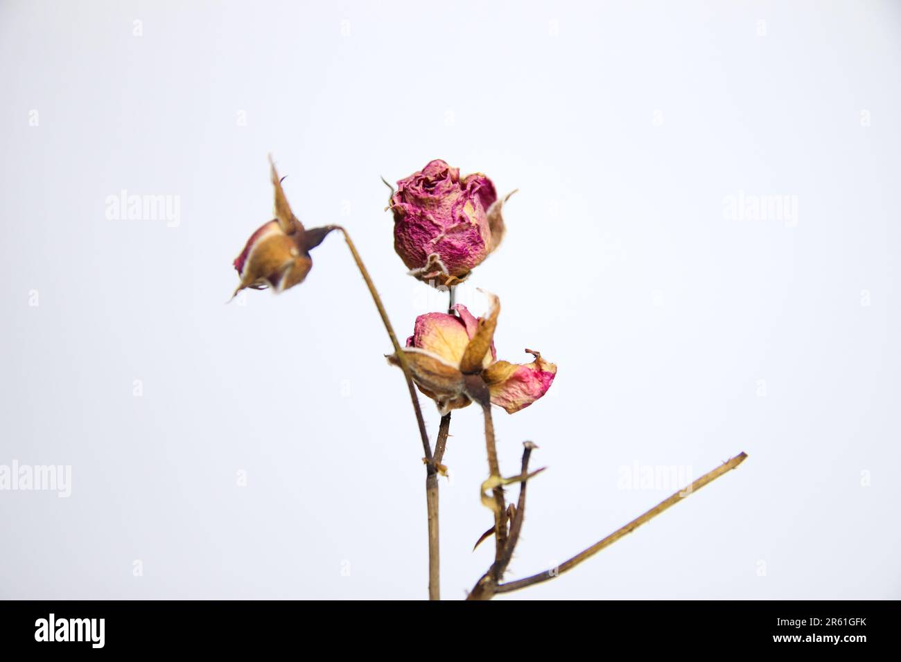 Closeup dried rose flower head isolated on white background cutout ...