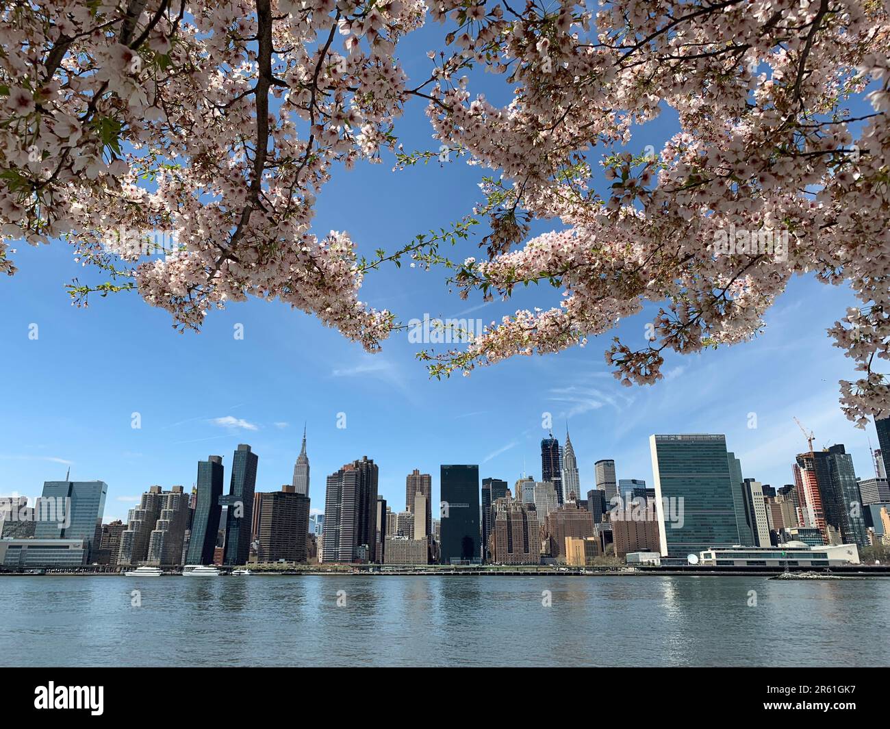A blooming cherry blossom tree frames the skyline of the financial and business district of Manhattan and New York City Stock Photo