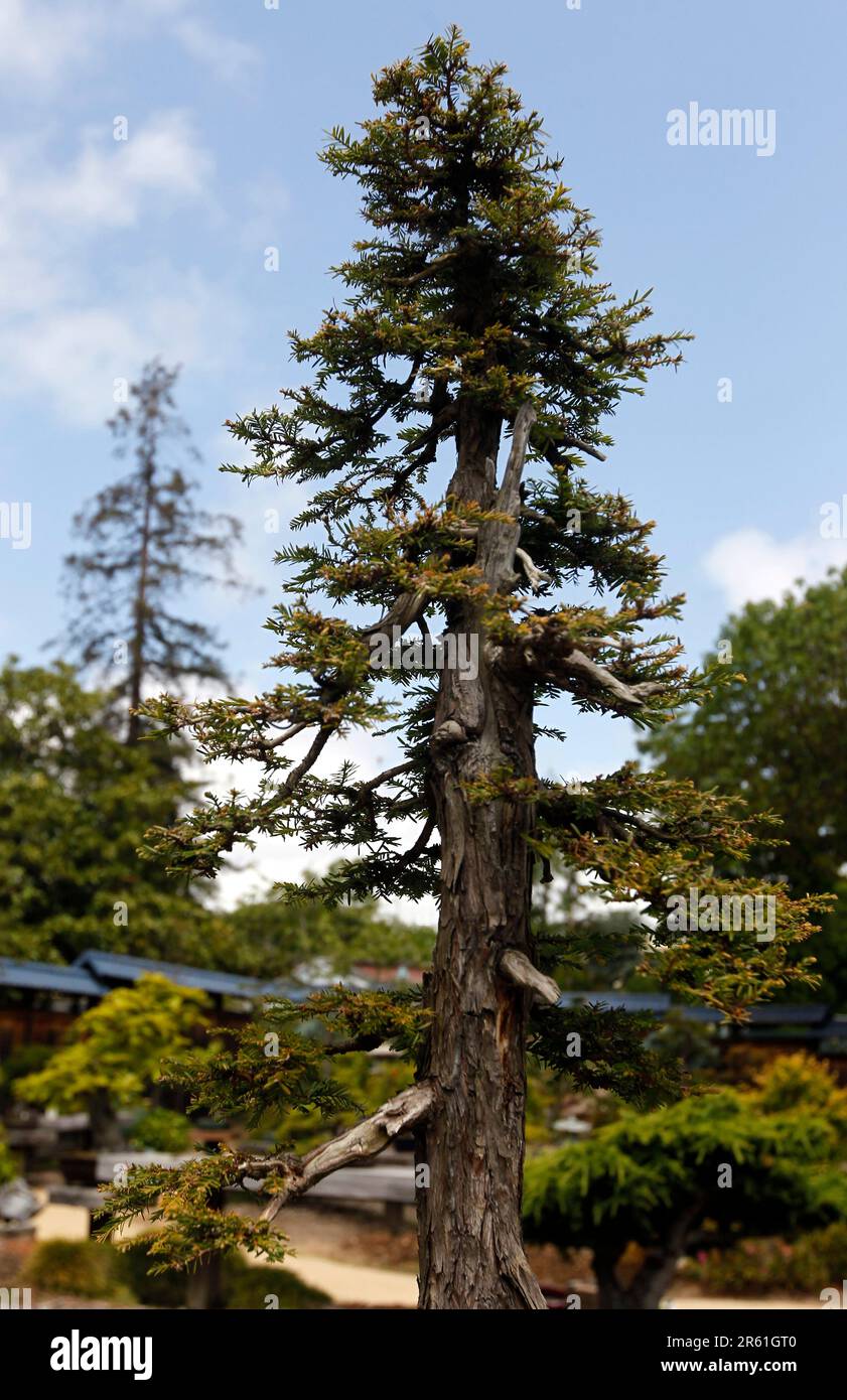 A coast redwood bonsai tree is displayed at the Lake Merritt Bonsai Garden  in Oakland, Calif. on Saturday, May 7, 2011. (Paul Chinn/San Francisco  Chronicle via AP Stock Photo - Alamy