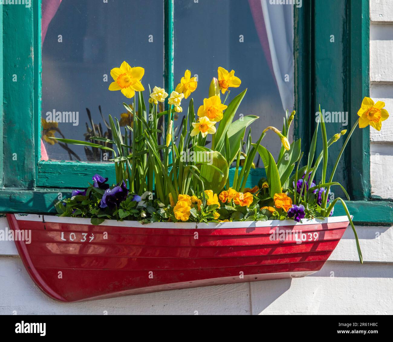 A beautiful boat-shaped window box with Daffodils, on the exterior of a building in Old Leigh, Leigh-on-Sea, Essex. Stock Photo