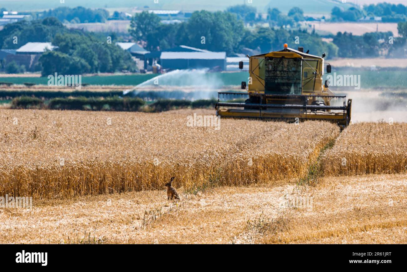 Brown hear sitting in a wheat field and a combine harvester harvesting the crop, East Lothian, Scotland, UK Stock Photo