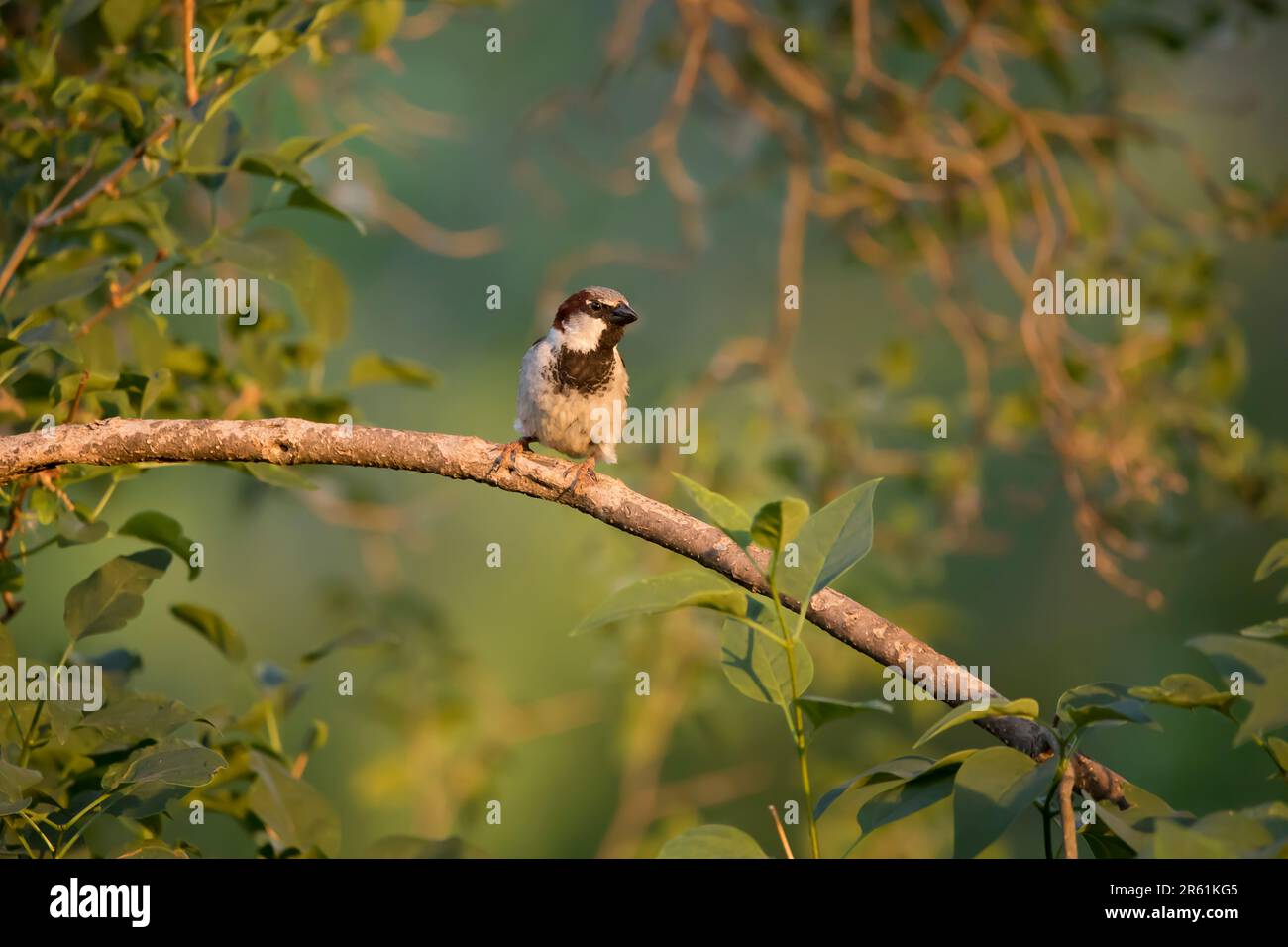 Front view of a male house sparrow, Passer domesticus, perching on a lilac tree branch surrounded by green leaves on a spring evening in Iowa. Stock Photo