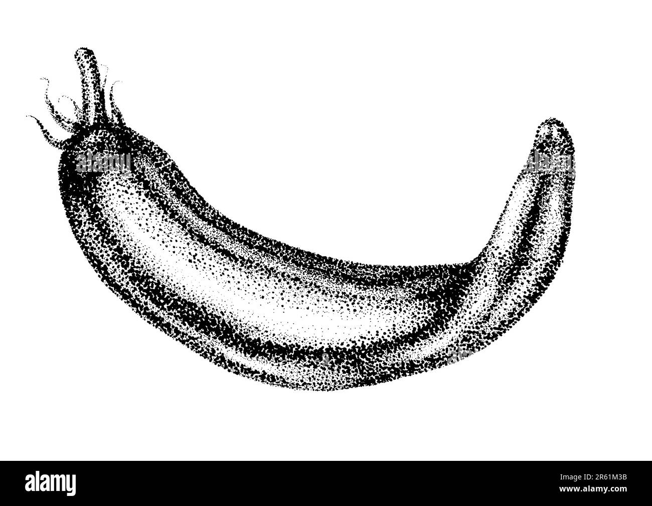 A vintage engraving illustration of a chili pepper Stock Photo