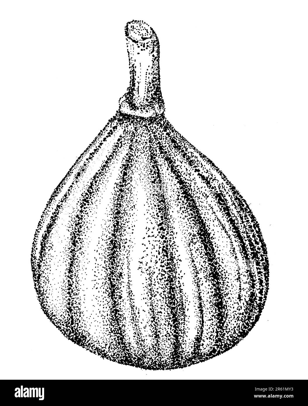 An illustration of a garlic bulb on a white background Stock Photo Alamy