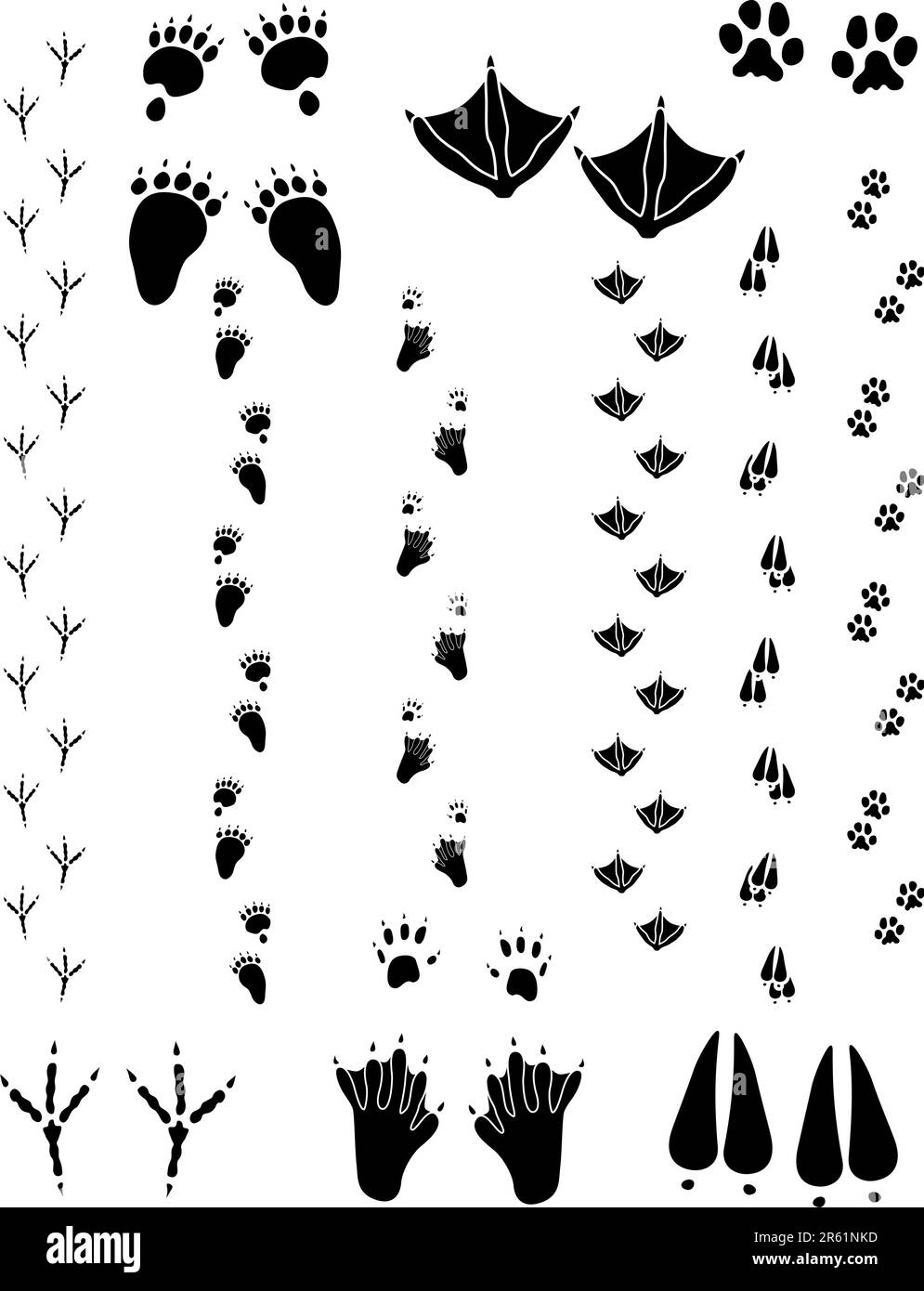 Paw prints and tracks of six different animals. Top Row Left to right: Black Bear, Seagull, Cat. Bottom Row: Crow, Beaver, Black Tailed Deer    Vec... Stock Vector