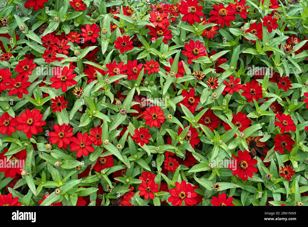 A background of dainty red zinnias. Stock Photo