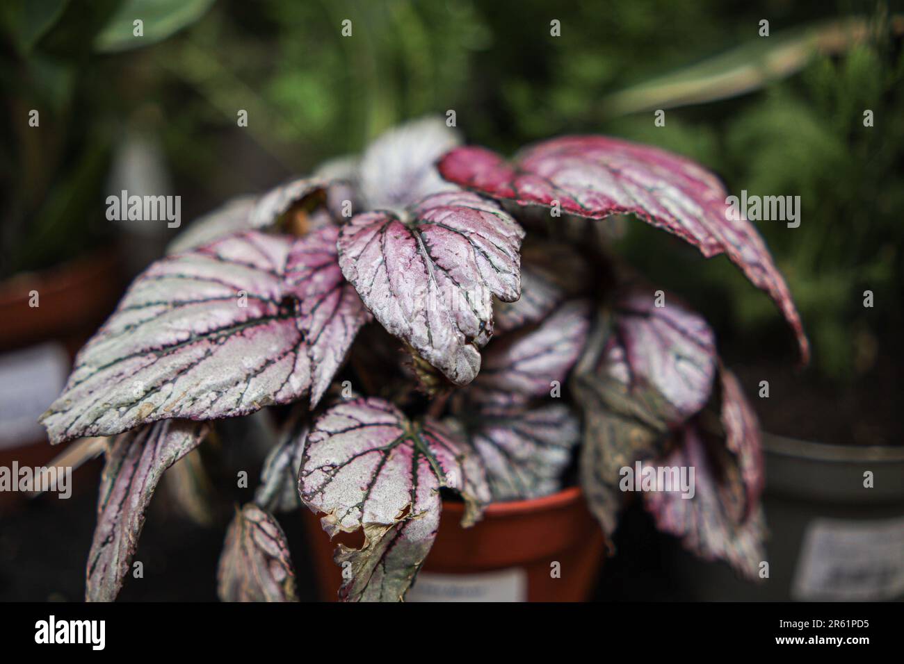 A closeup of painted-leaf begonia plant with white veining in its leaves Stock Photo