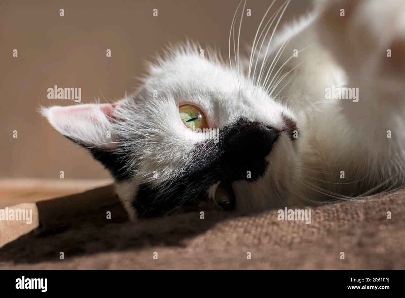 Beautiful cat with green eyes lying on the bed. Selective focus. Stock Photo