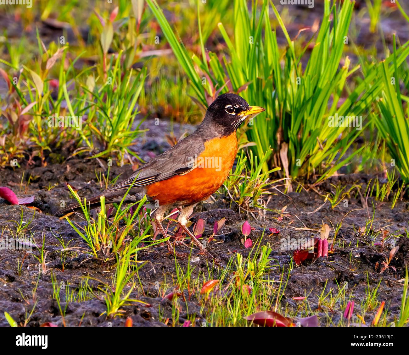 American Robin bird standing on ground and foraging for food with blur