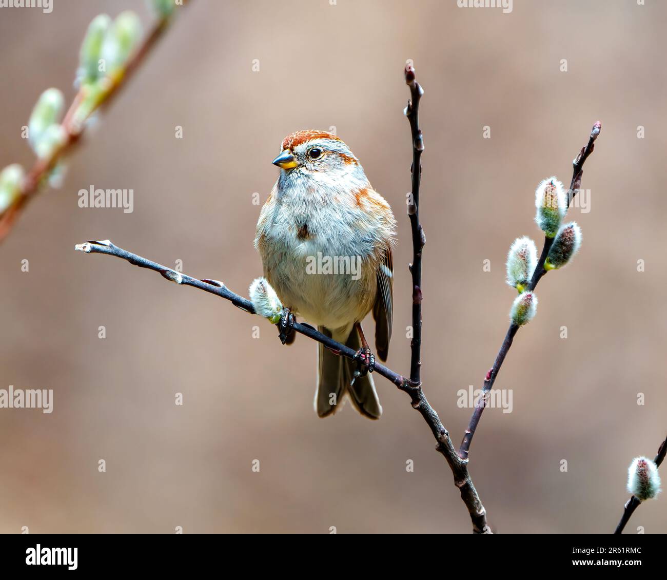 American Tree Sparrow close-up front view perched on a tree buds with brown background in its environment and habitat surrounding. Sparrow Picture. Stock Photo