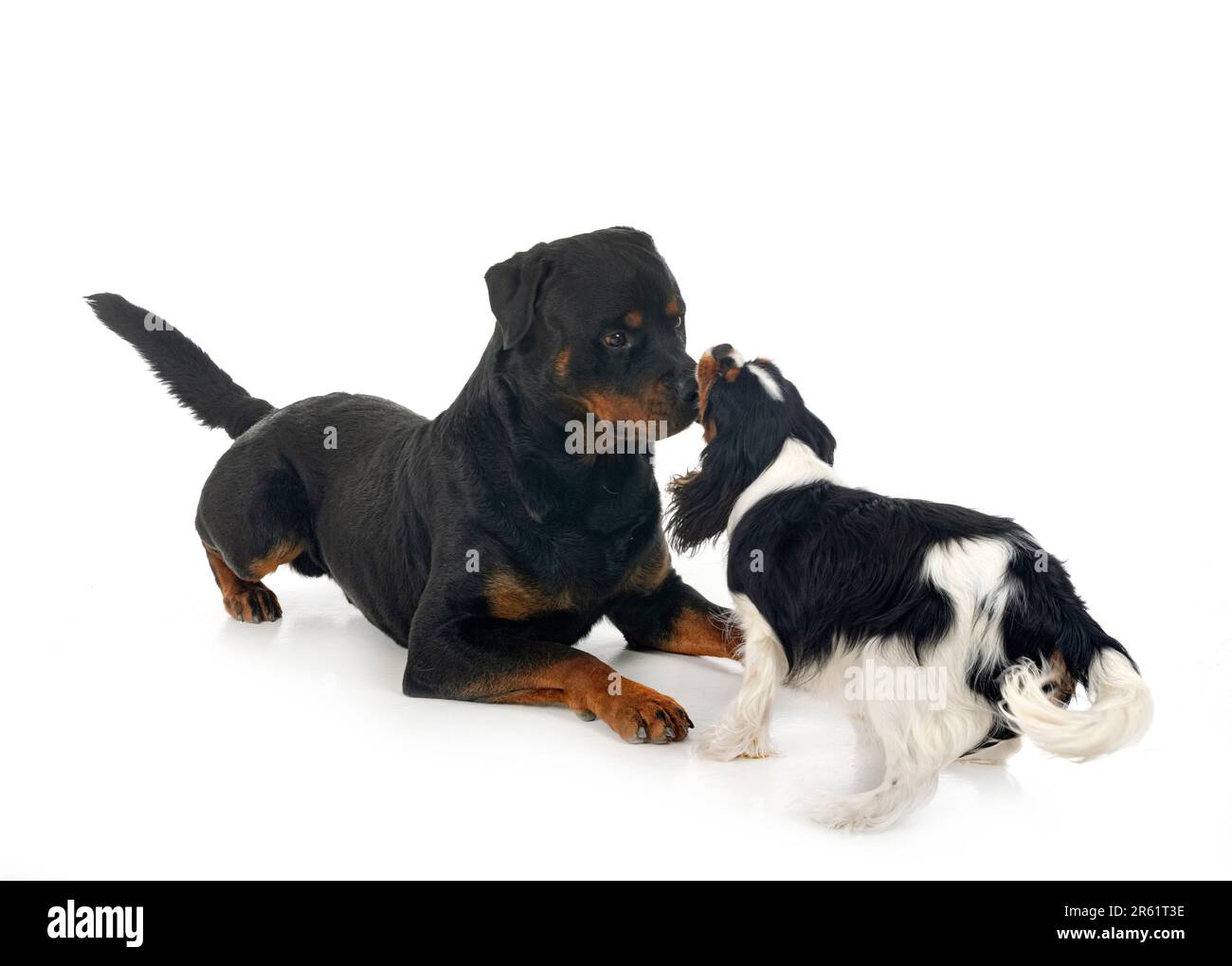 cavalier king charles and rottweiler in front of white background Stock ...