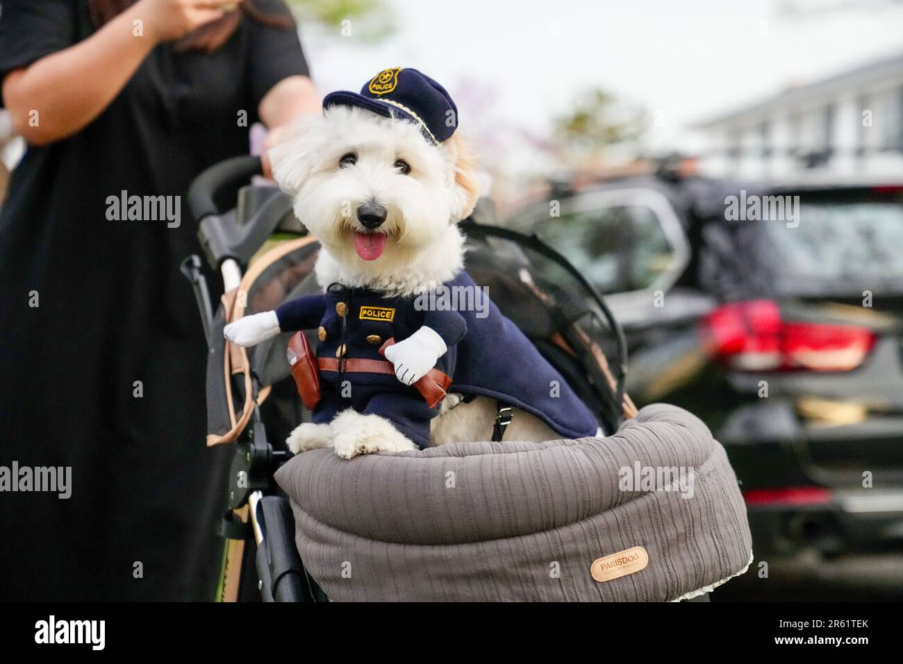 A cute little dog wearing a Halloween costume sitting in a children's
