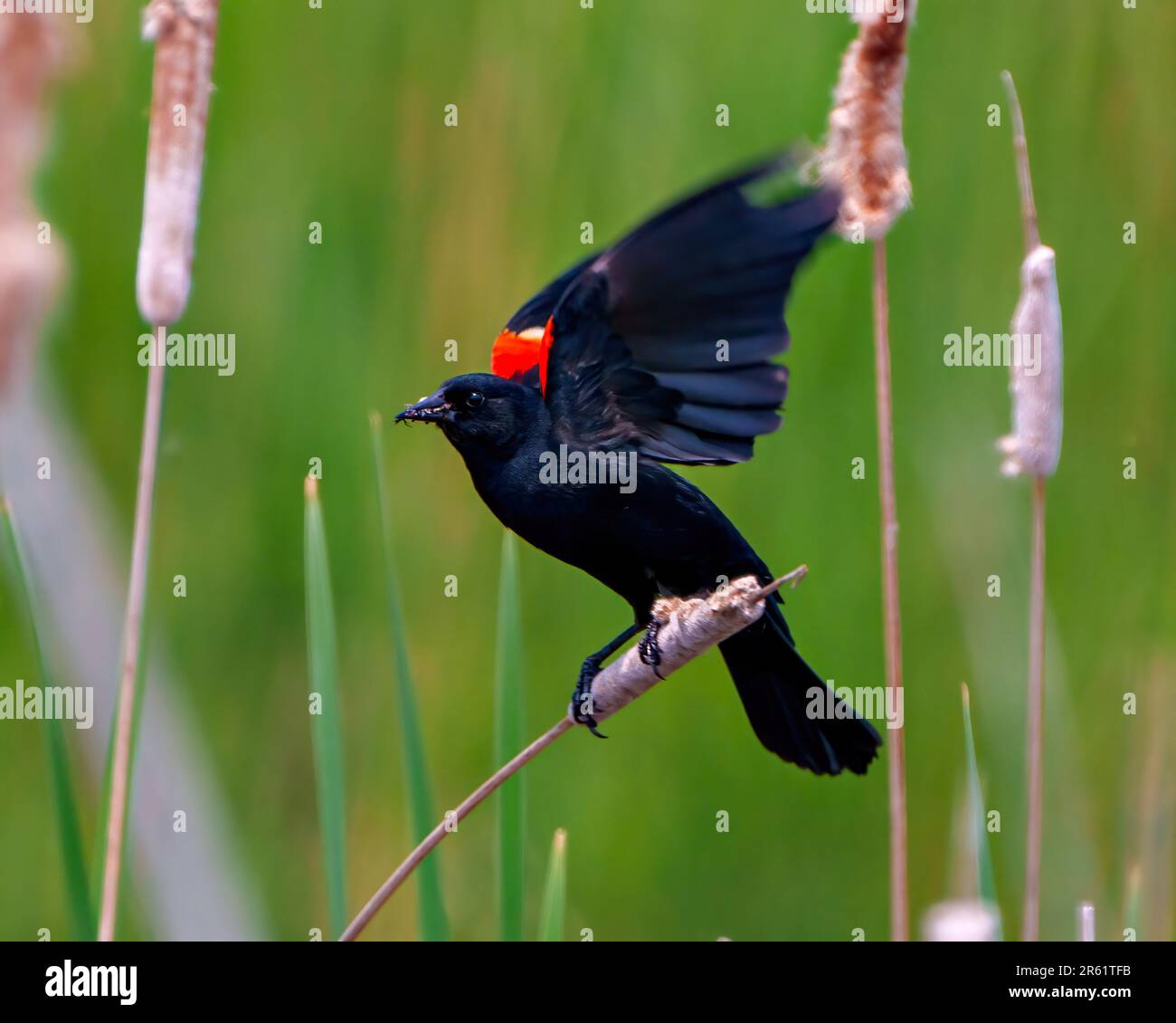 Red-Winged Blackbird flying from a cattail with spread wings and an insect in its beak with a green background in its environment and habitat. Stock Photo