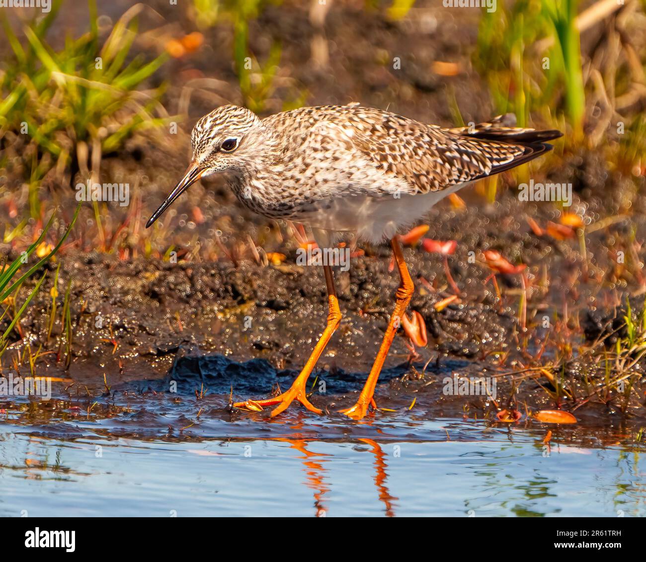 Common Sandpiper foraging for food in a marsh environment and habitat displaying its long bill and orange legs. Sandpiper Picture. Stock Photo