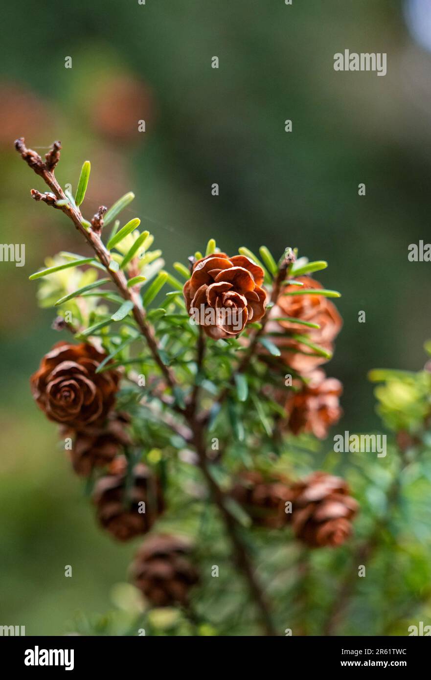 A close-up of vibrant coniferous tree cones, featuring a mix of lush green and bright orange colors Stock Photo
