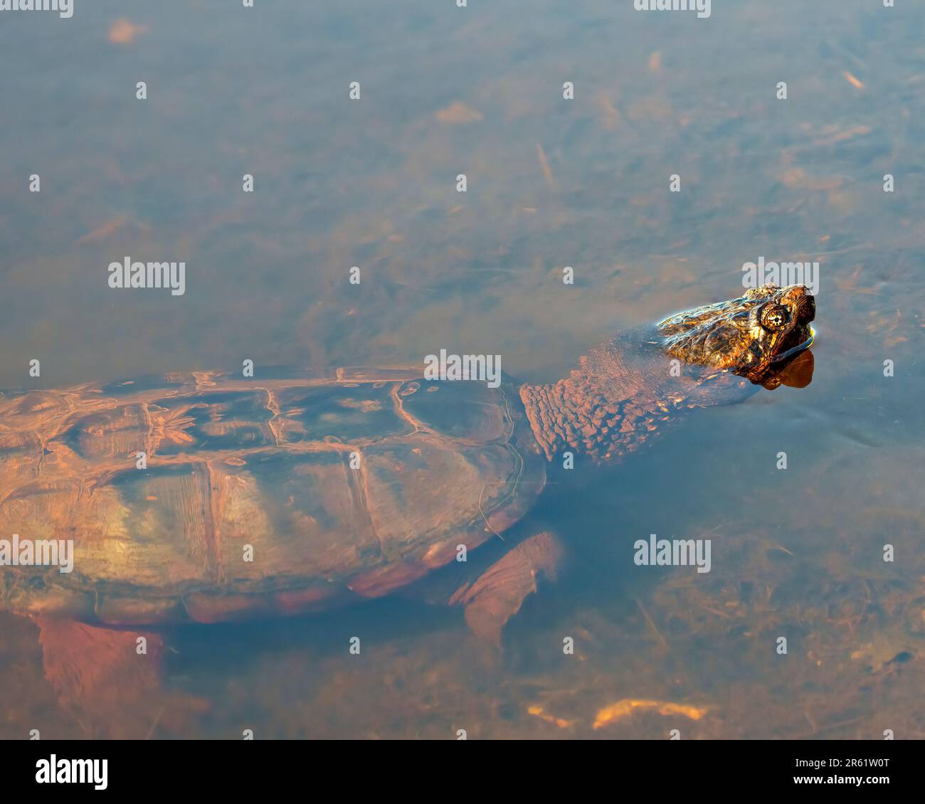 Snapping Turtle in the foggy water displaying long neck, head, turtle shell, paws in its environment and habitat surrounding. Stock Photo