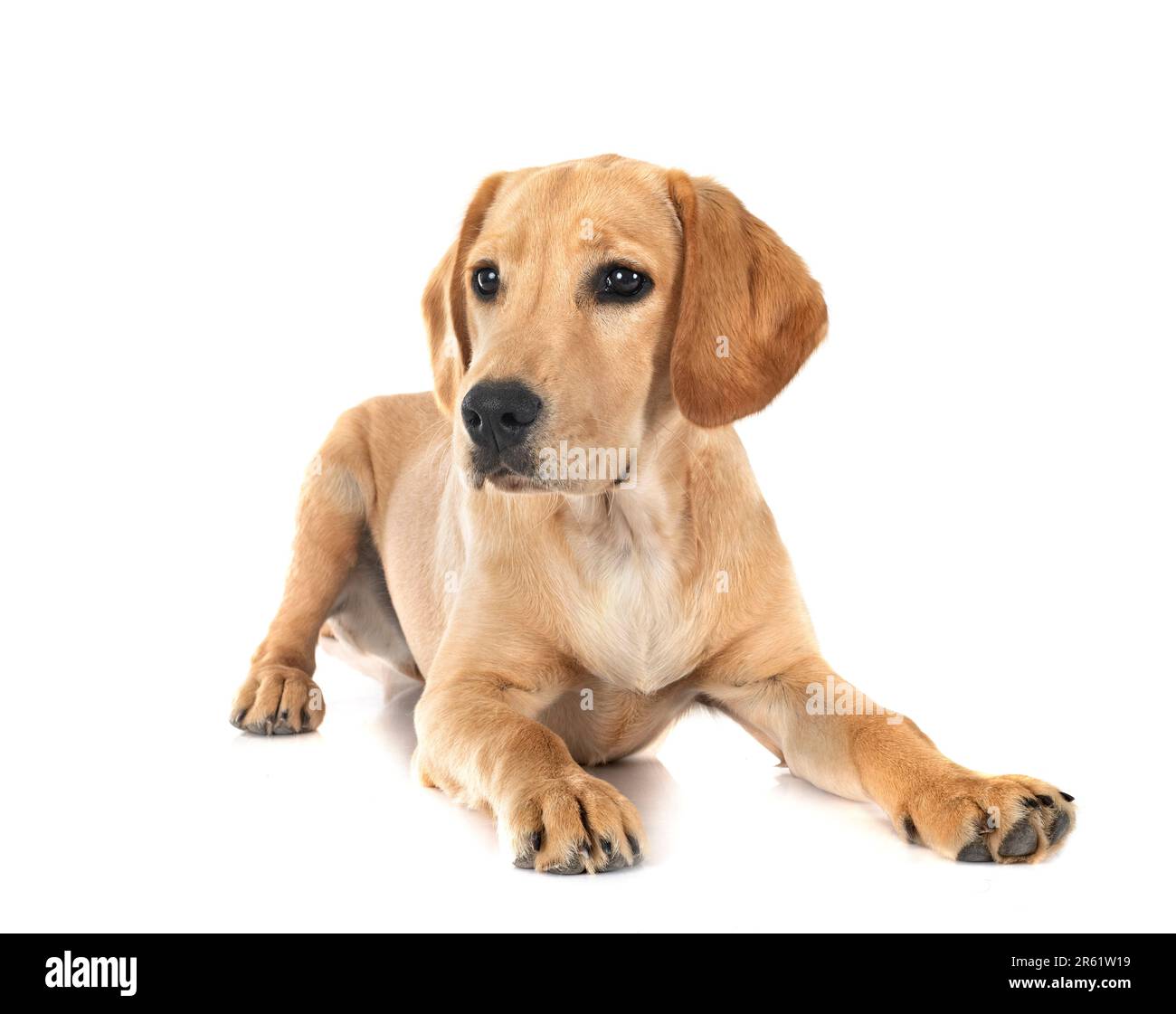 puppy labrador retriever in front of white background Stock Photo