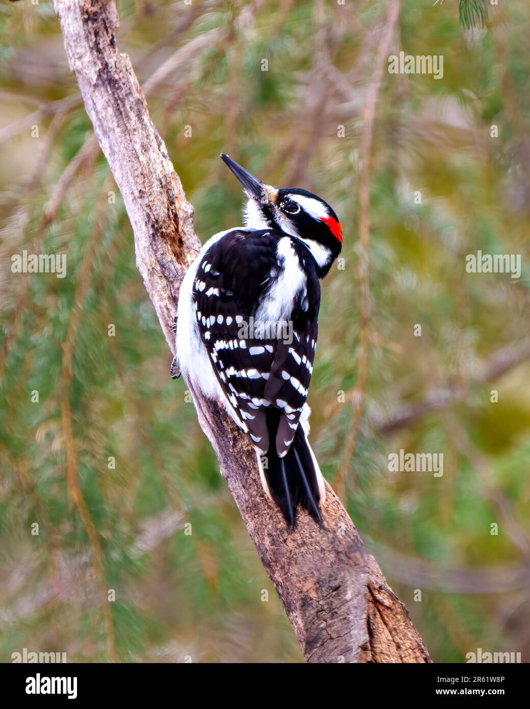 Woodpecker male close-up rear view gripping to a tree branch with a blur coniferous evergreen trees background in its environment and habitat. Stock Photo