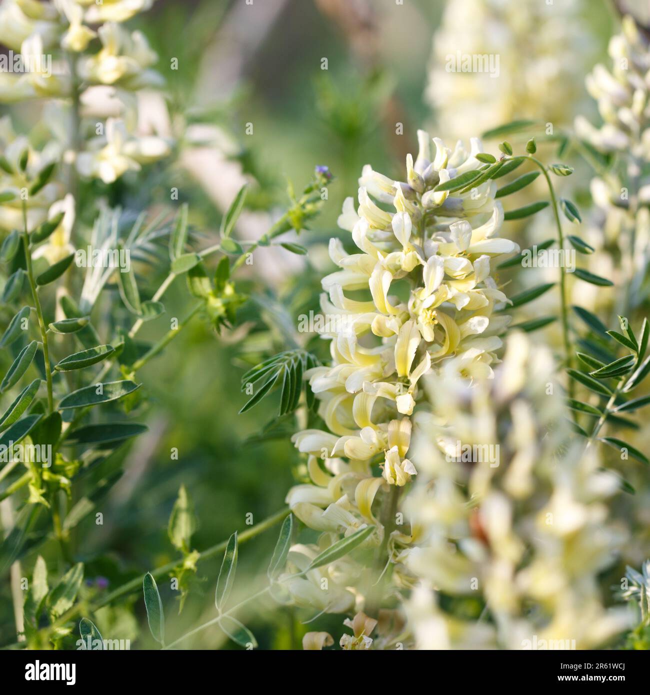 Sophora foxtail, Sophora alopecuroides, Sophora vulgaris, perennial medicinal herb. A species of the genus Sophora in the legume family Fabaceae Stock Photo