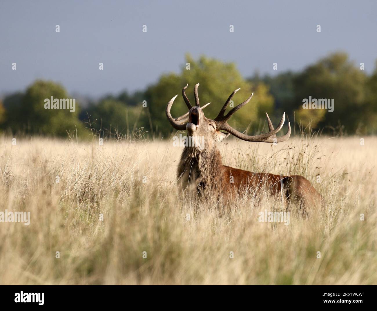 Red stag in a meadow bellowing during rutting season Stock Photo
