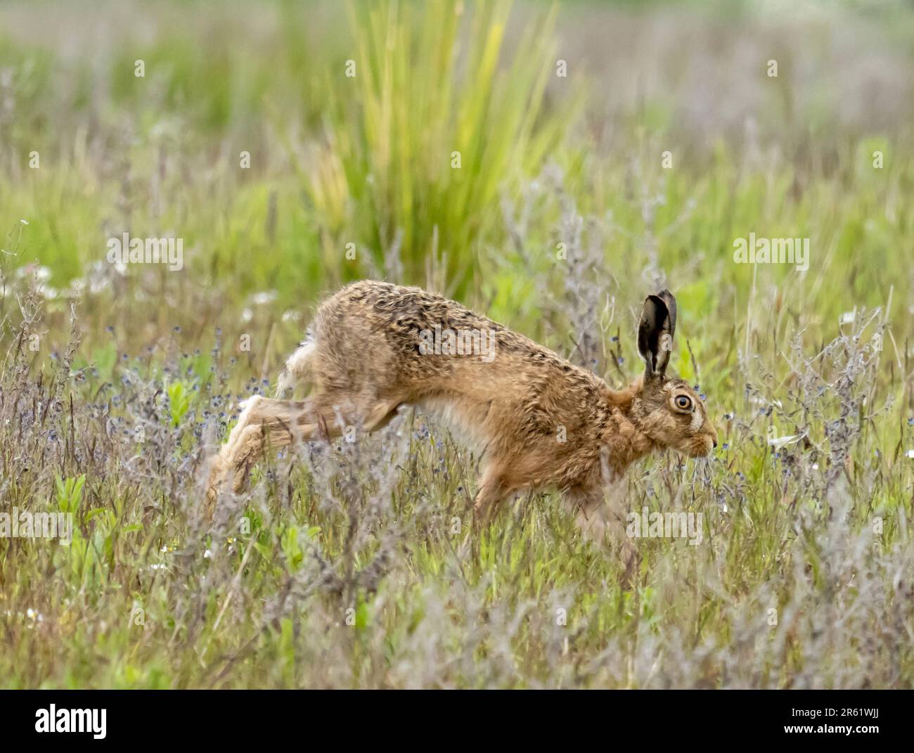 A Brown Hare, Lepus europaeus, at Low Hauxley nature reserve in ...