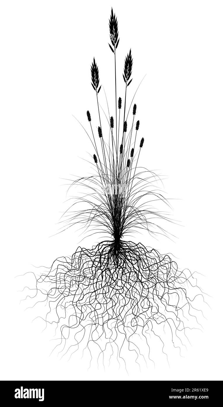 Editable vector flowering grass silhouette with root system Stock Vector