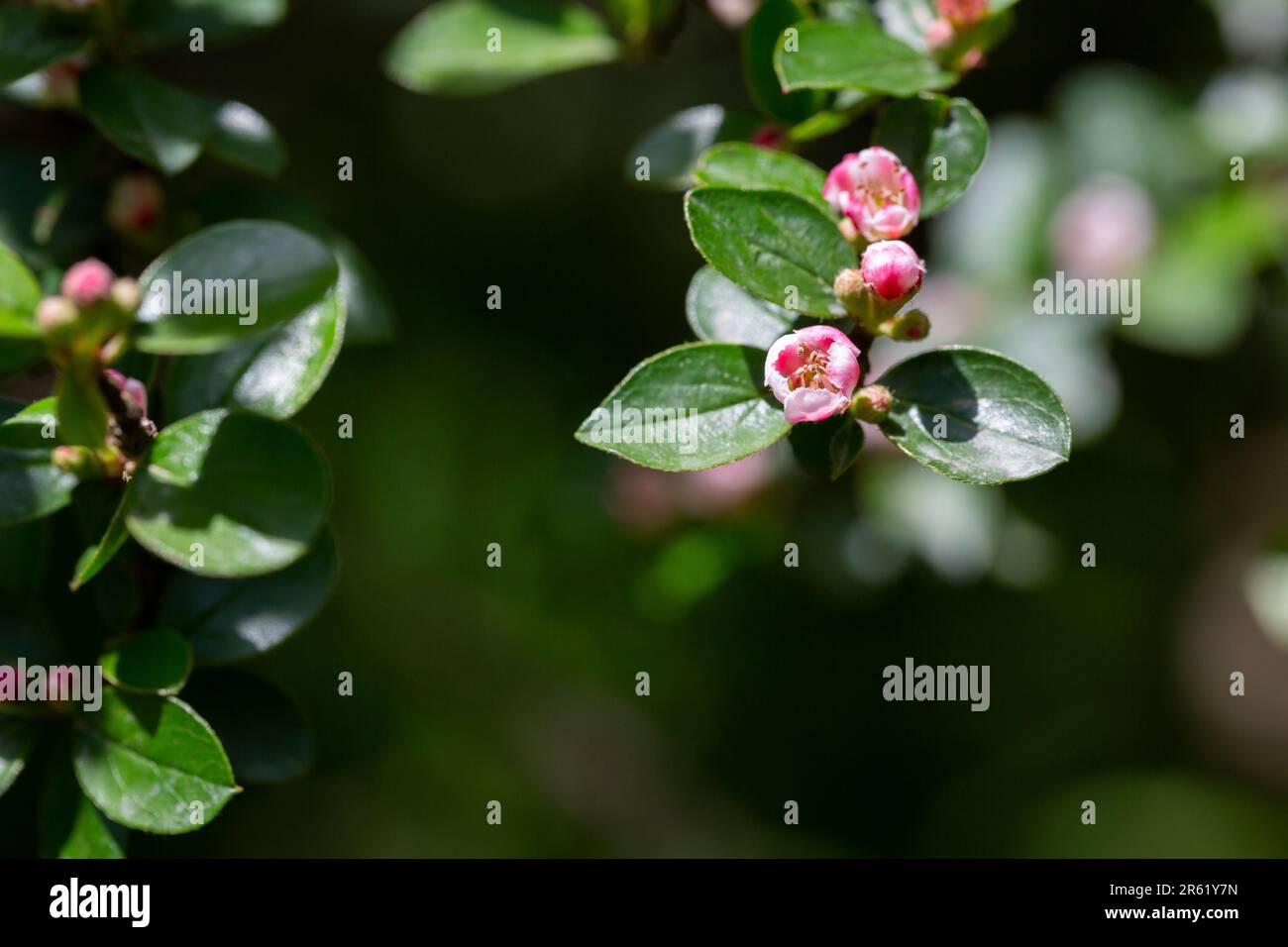 Bearberry cotoneaster Radicans white flower - Latin name - Cotoneaster dammeri Radicans, selective focus Stock Photo