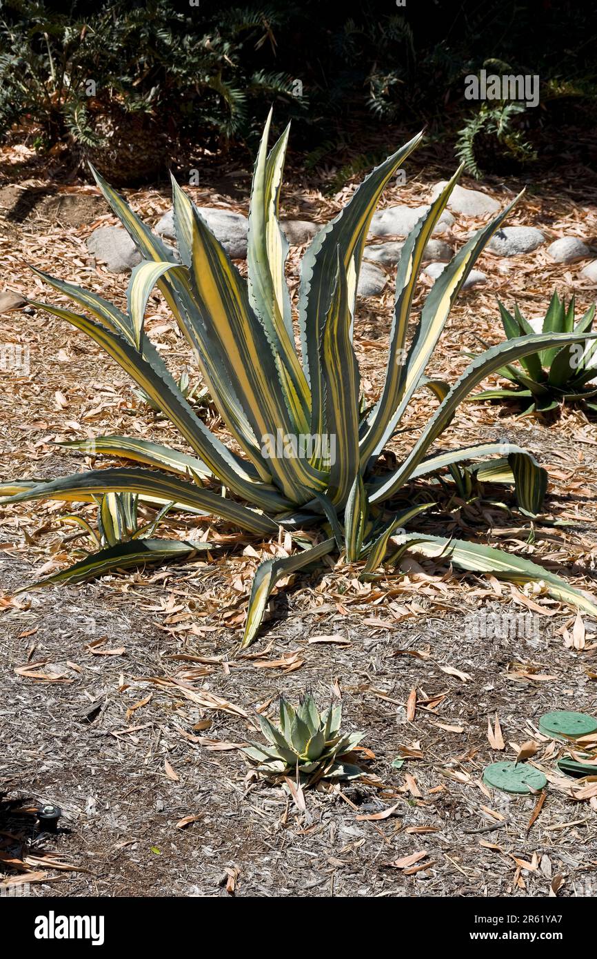 Perennial tropical agave plant grown outdoors in a desert garden Stock Photo