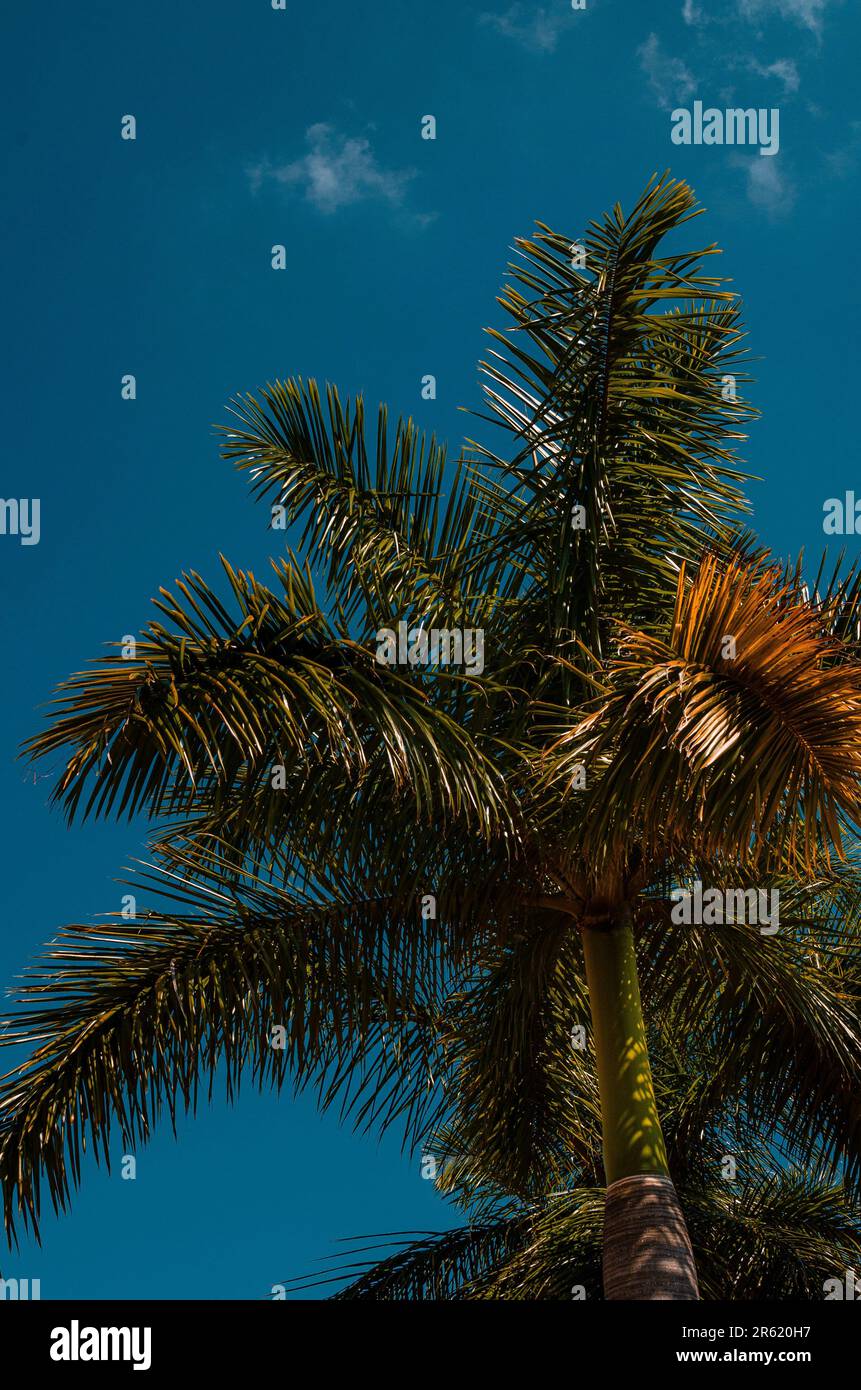 A vertical shot of a majestic palm tree under the blue sky Stock Photo ...