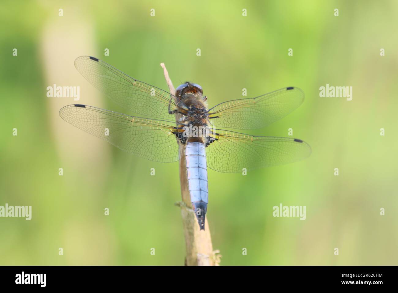 Blue Dragonfly sitting on a reed stalk Stock Photo - Alamy