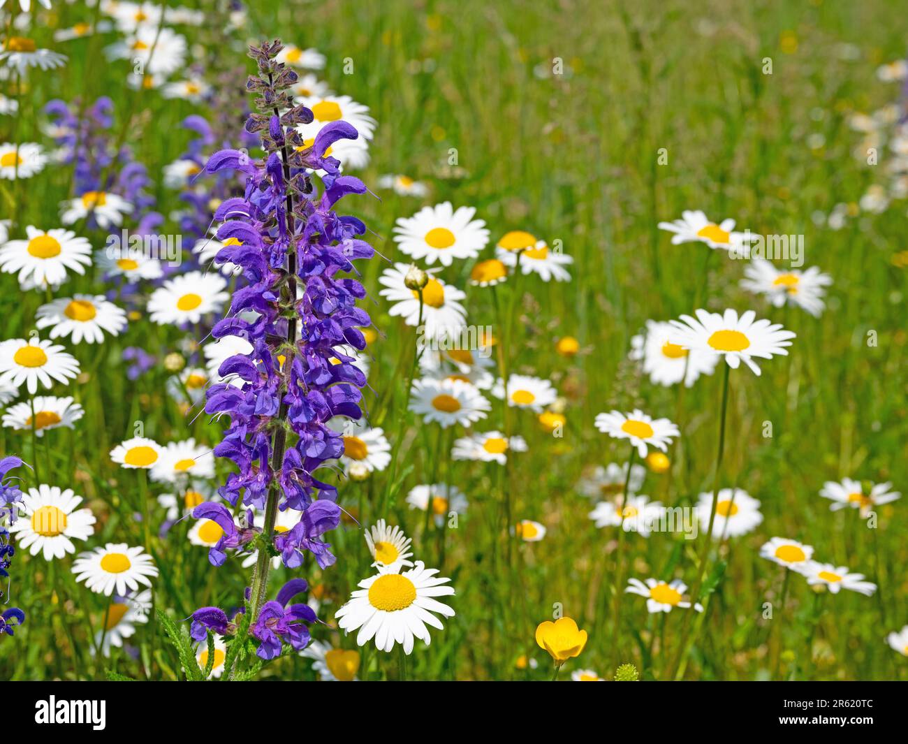 Flowering blue viper's bugloss, Echium vulgare Stock Photo