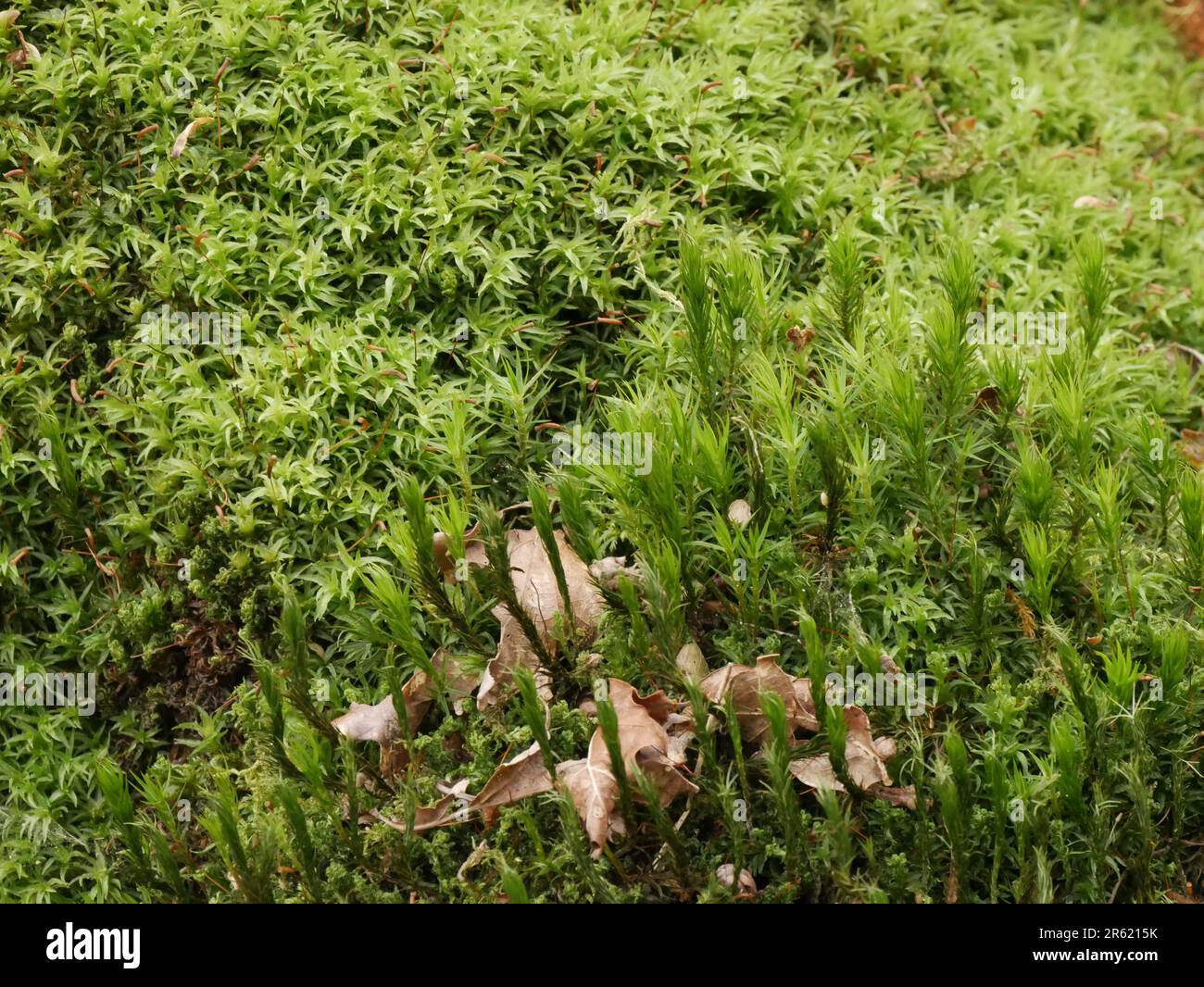 close up of green growing moss in the forest : huperzia selago and campylopus introflexus Stock Photo