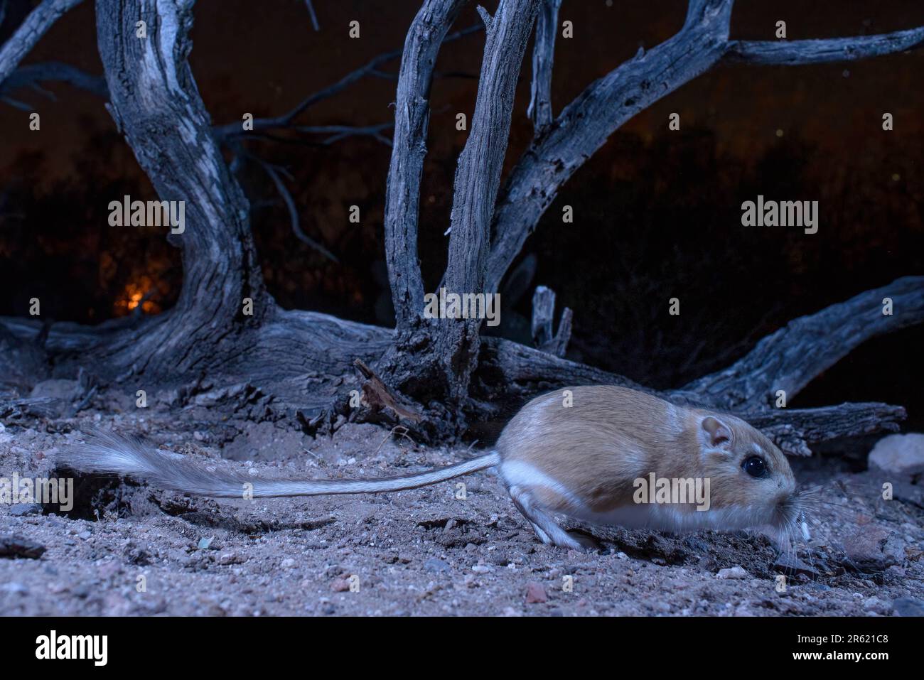 Merriams kangaroo rat dipodomys merriami hi-res stock photography and ...