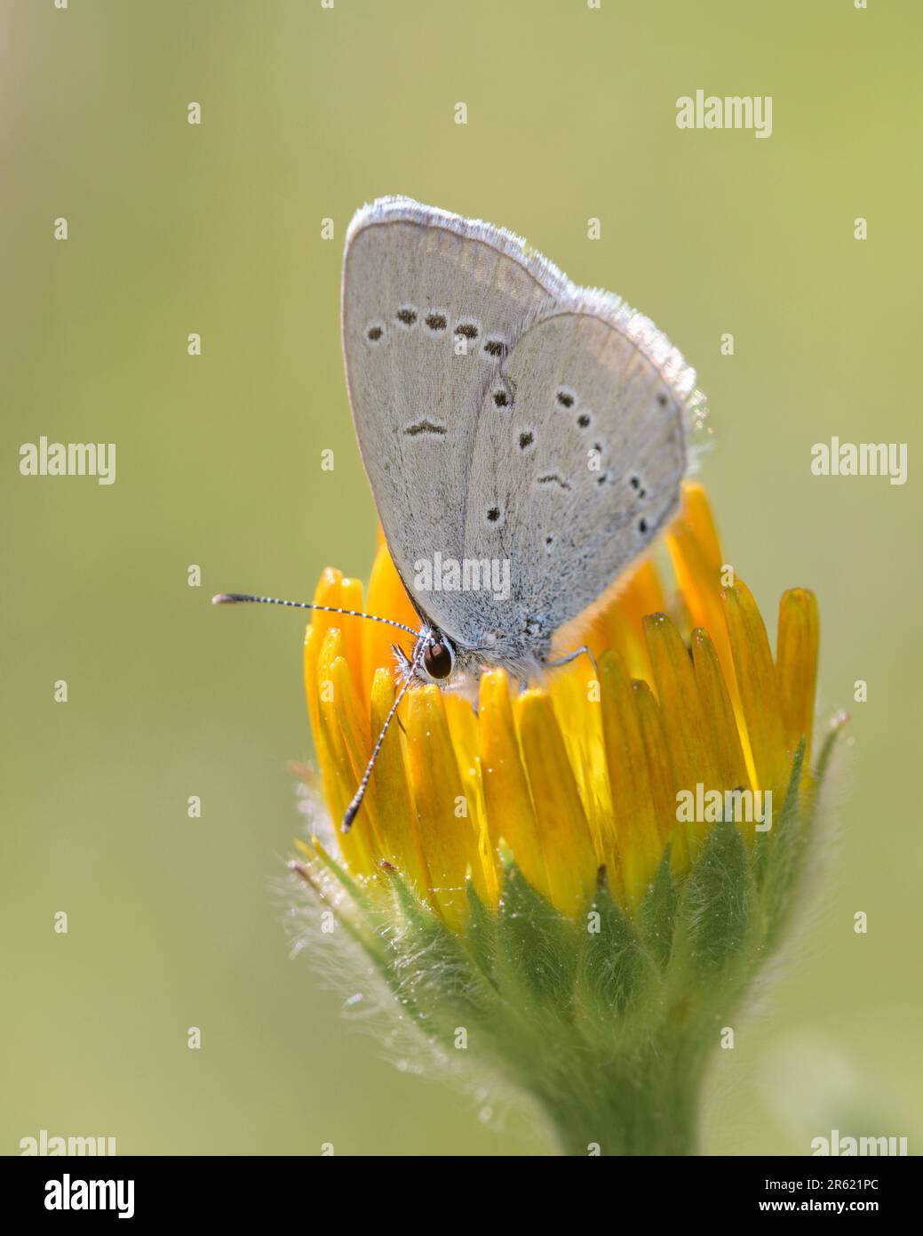 Small blue butterfly - Cupido minimus - resting on a blossom of the ox-eye - Buphthalmum salicifolium Stock Photo