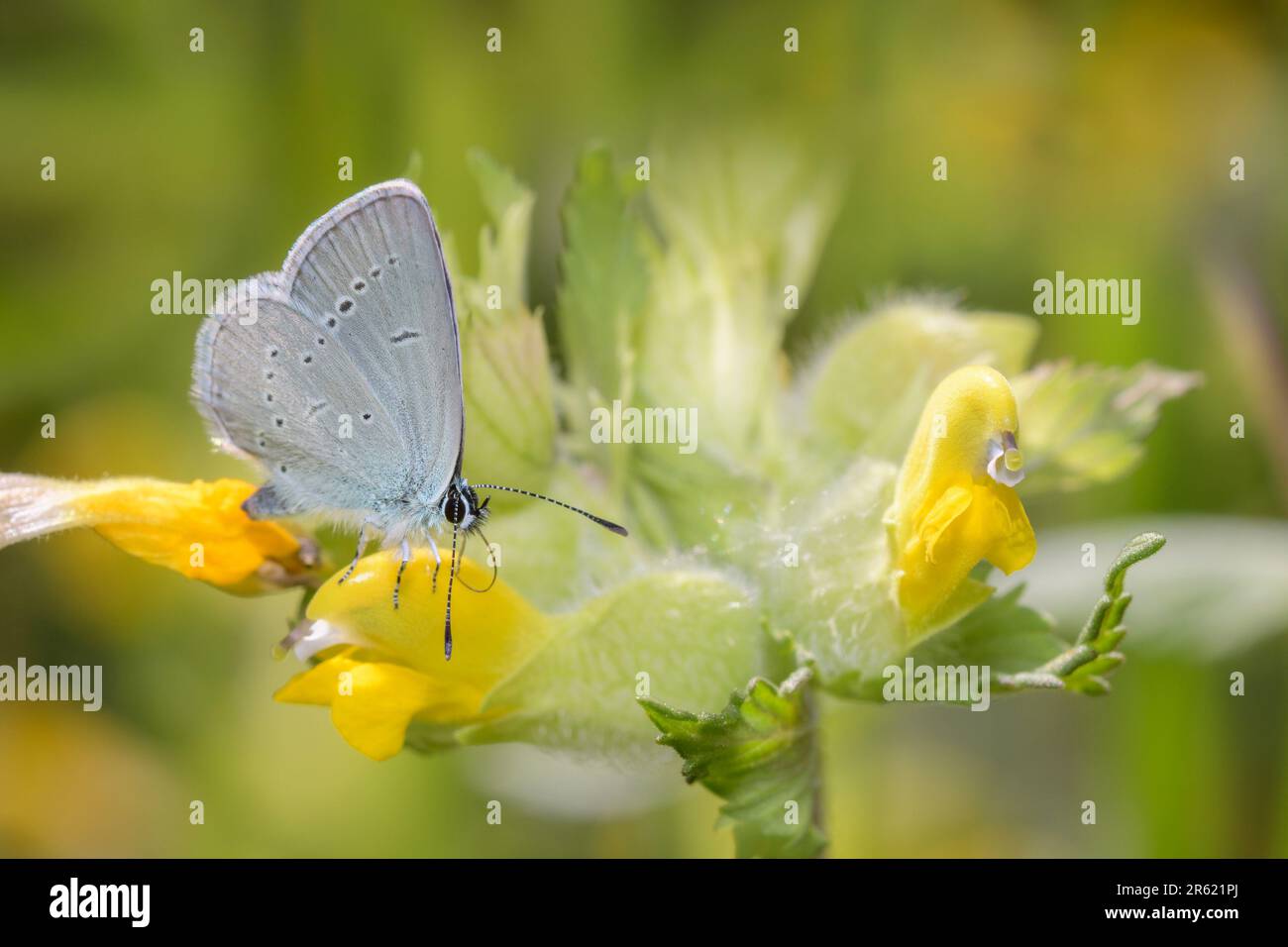 Small blue butterfly - Cupido minimus - resting on a blossom of the ...