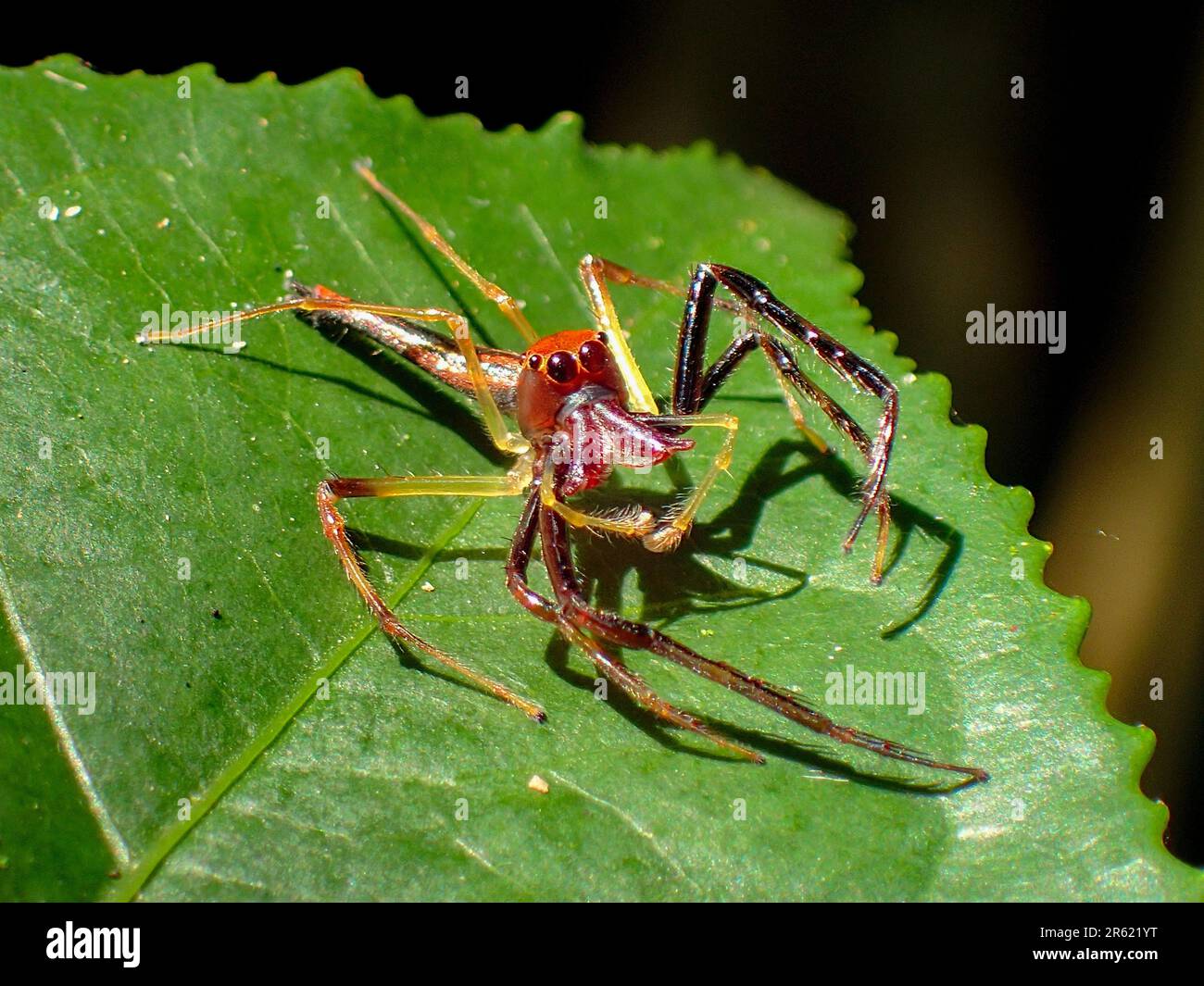 File:Slack leaf curling spider (3375407106).jpg - Wikimedia Commons