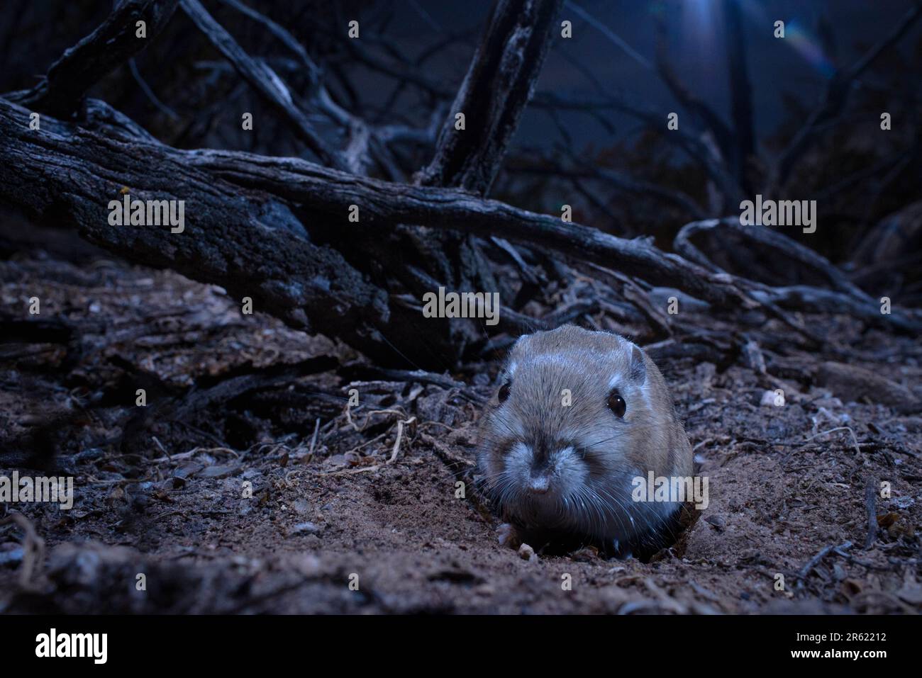 Merriams kangaroo rat dipodomys merriami hi-res stock photography and ...