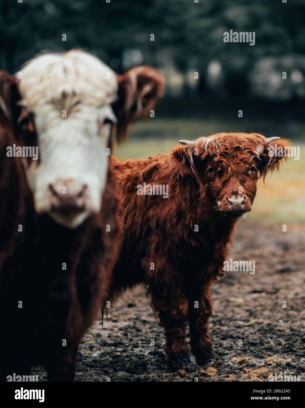 A vertical shot of two Scottish highland cow in a paddock Stock Photo ...