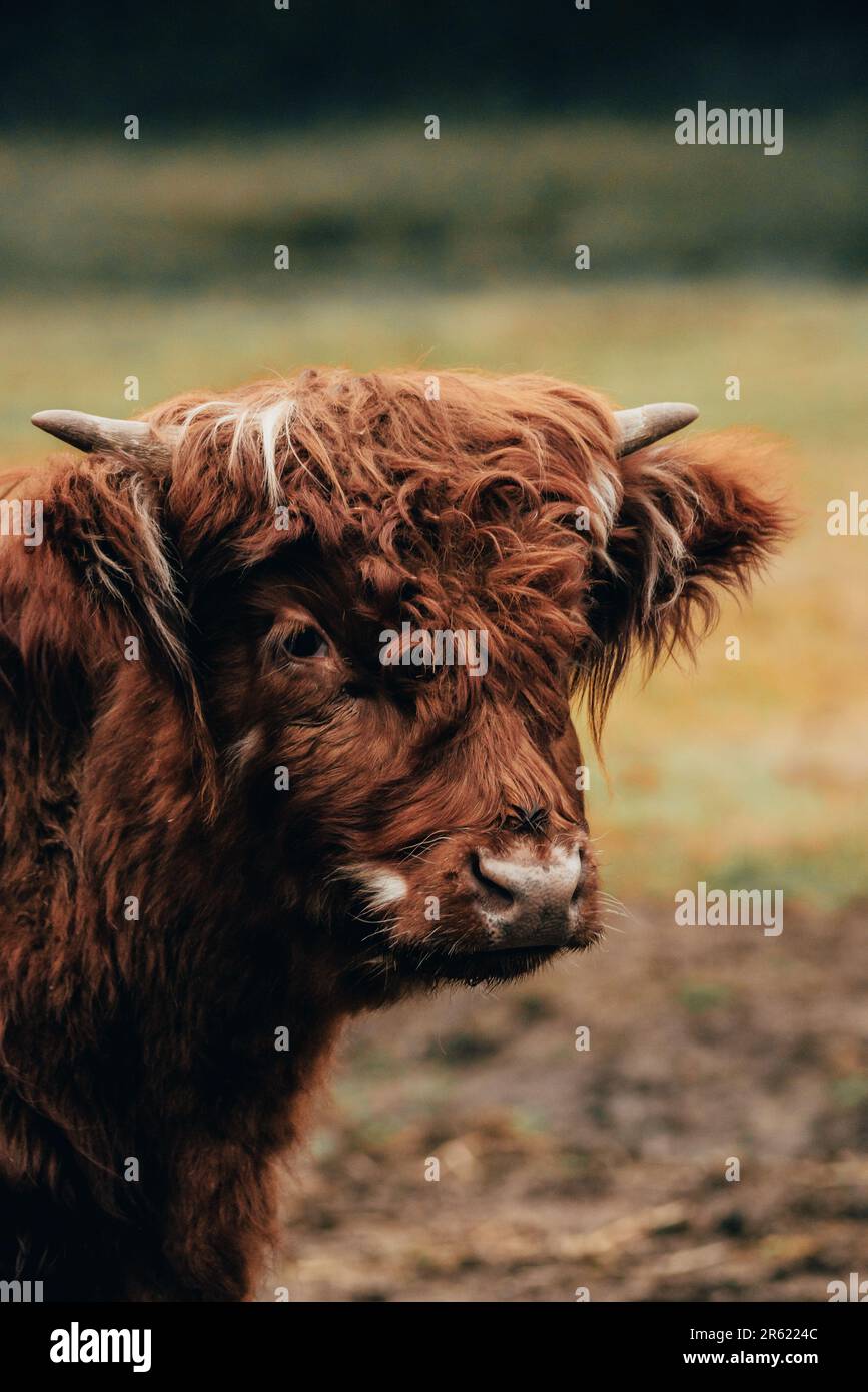 A vertical shot of a Scottish highland cow in a paddock Stock Photo - Alamy